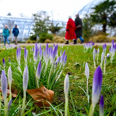 Köln: Im Botanischen Garten beginnen am 18. Februar die Krokusse zu blühen. Das Winterwetter ist mild – und es wird noch wärmer.