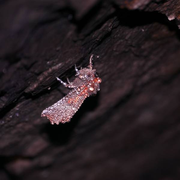 Die Tautropfen verleihen dem Falter Scoliopteryx libatrix, der Zackeneule, ein schillerndes Winterkleid.