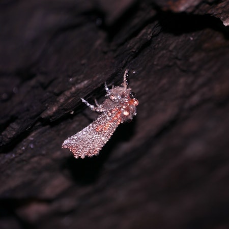 Die Tautropfen verleihen dem Falter Scoliopteryx libatrix, der Zackeneule, ein schillerndes Winterkleid.