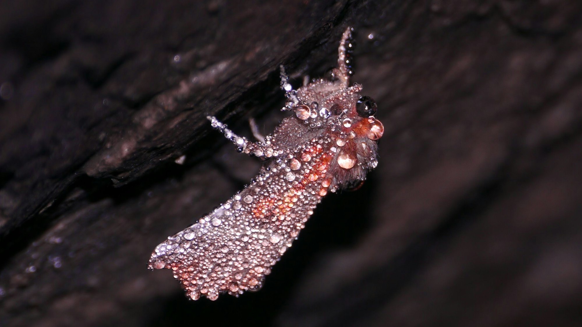 Die Tautropfen verleihen dem Falter Scoliopteryx libatrix, der Zackeneule, ein schillerndes Winterkleid.