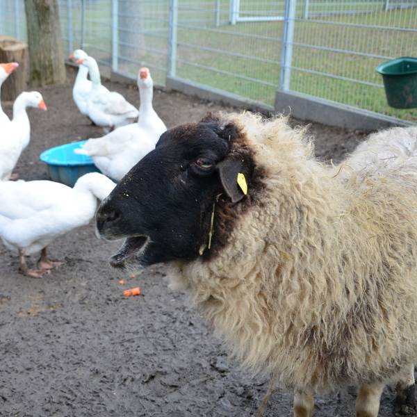 Das Bild zeigt ein Schaf und einige Gänse.