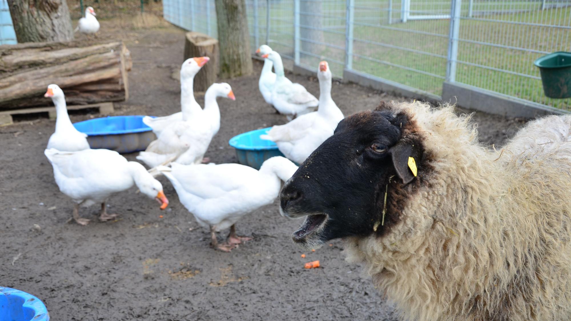 Das Bild zeigt ein Schaf und einige Gänse.