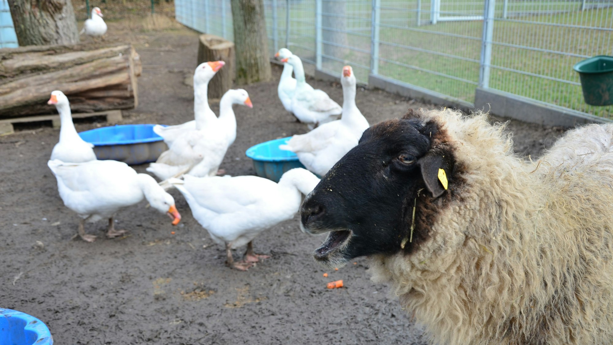 Das Bild zeigt ein Schaf und einige Gänse.