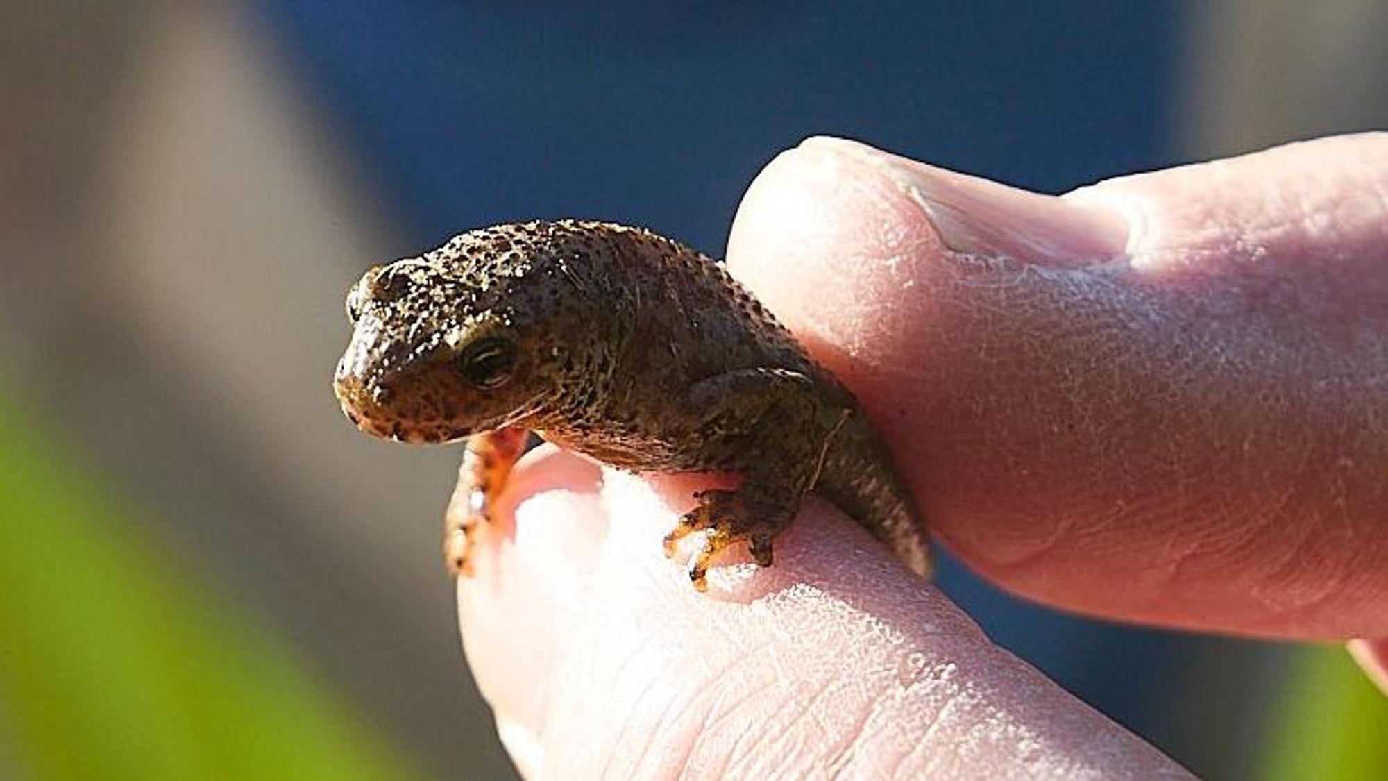 Ein Naturschützer des Nabu im Kreis Euskirchen hat einen Bergmolch gesichert und hält ihn zwischen zwei Fingern.