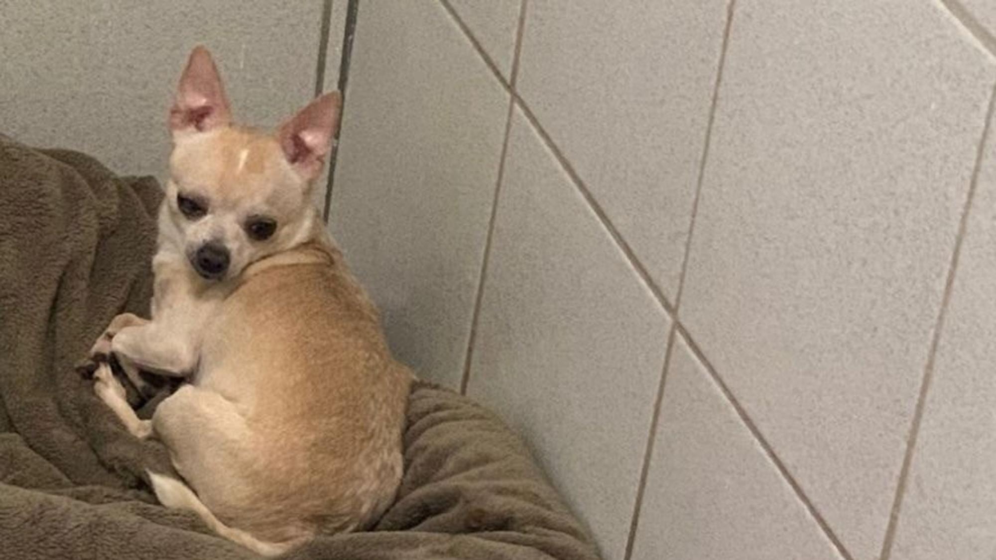 Ein Chihuahuas sitzt im Tierheim Mechernich auf einer Decke.