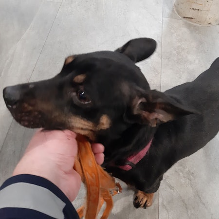 Zu sehen ist ein kleiner Hund.