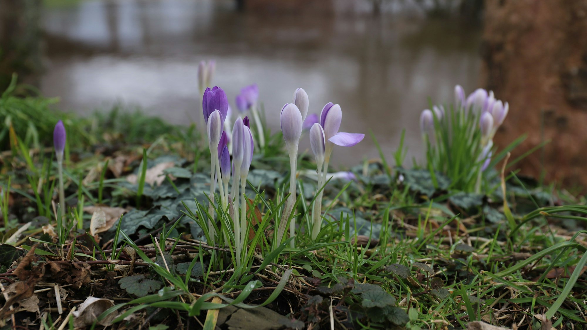 Die milde und feuchte Witterung zeigt Folgen: Die Sieg führt Hochwasser. Den Krokussen gefällt's – sie blühen schon kräftig.