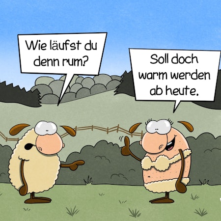 Zwei Schafe stehen auf einer Wiese. Das eine hat einen ins Fell rasierten Bikini an. Das andere fragt: „Wie läuft du denn rum?“ Das weibliche Schaf antwortet: „Soll doch warm werden heute.“