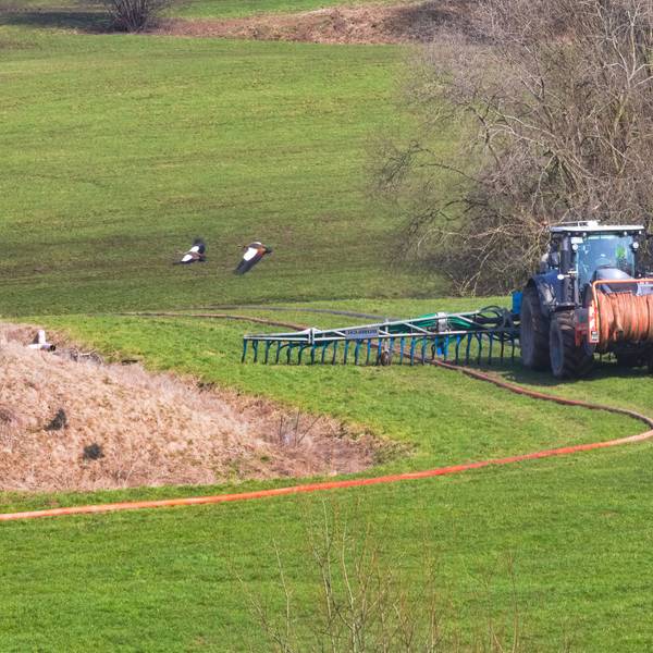 Foto eines Traktors, der mit speziellen Schläuchen Gülle auf einer Wiese verteilt