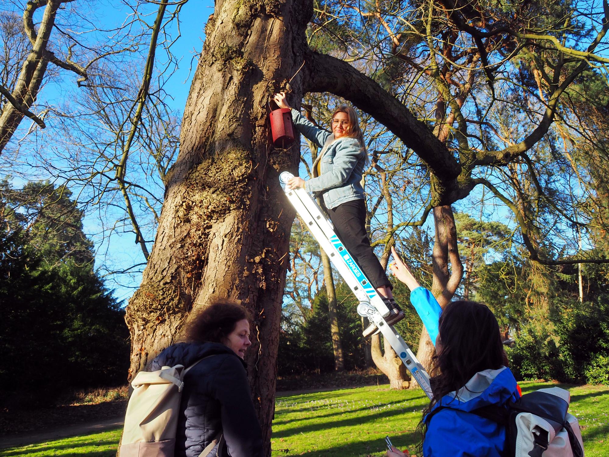 Eine Frau steht auf einer Leiter, die an einem Baum angelehnt ist.