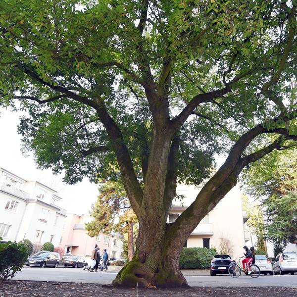 19.02.2026 Köln. Bäume können zum Naturdenkmal erklärt werden. Kringsweg 6. Foto: Alexander Schwaiger