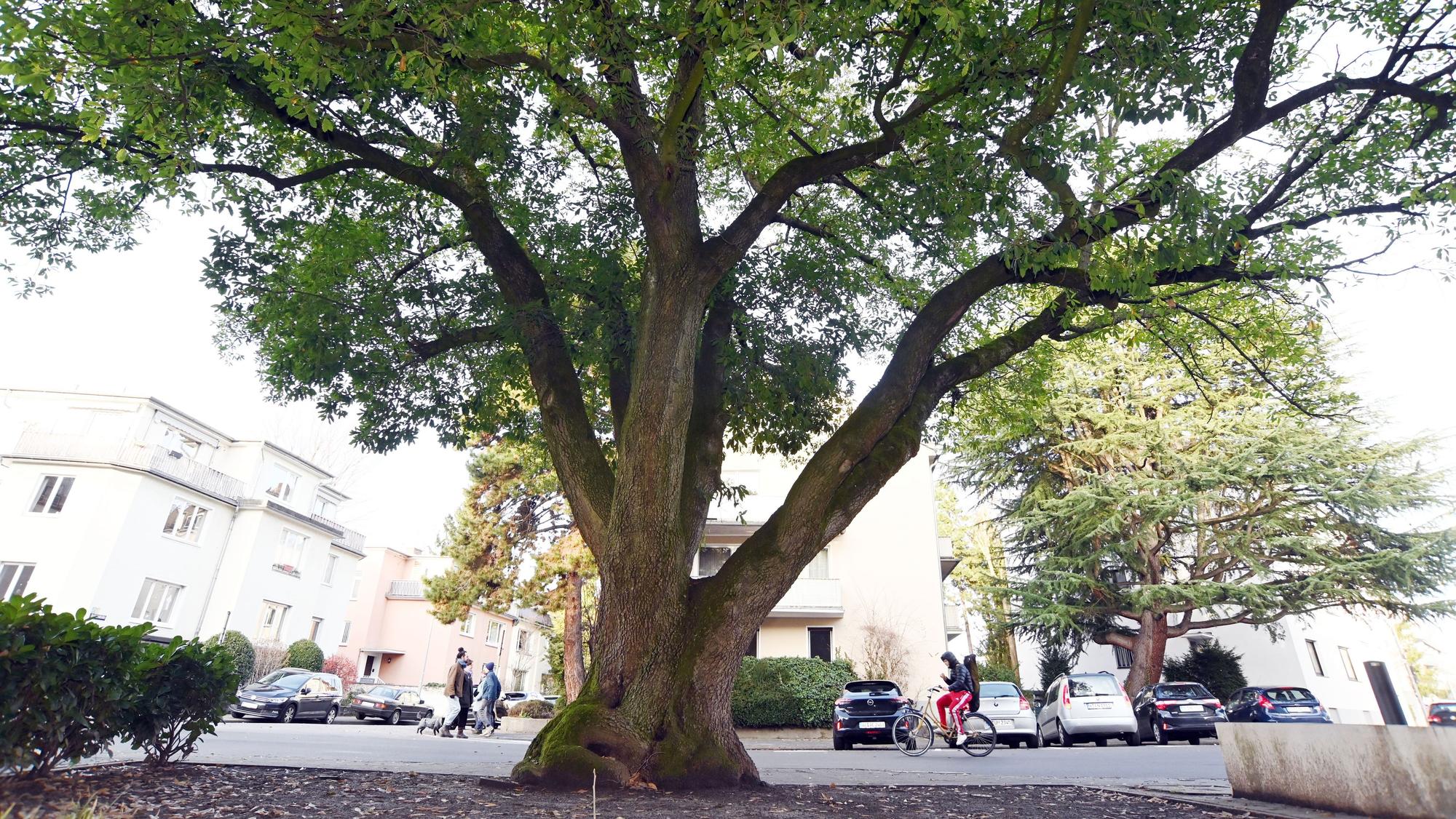 19.02.2026 Köln. Bäume können zum Naturdenkmal erklärt werden. Kringsweg 6. Foto: Alexander Schwaiger
