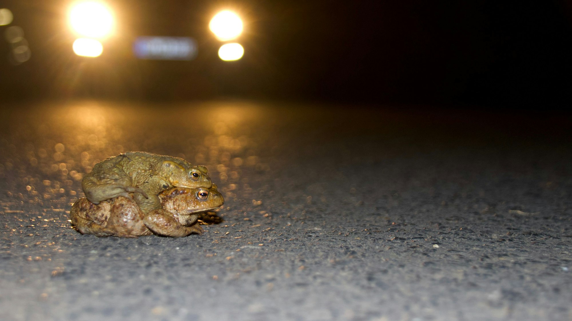 Auf einer Straße kauert eine Kröte, die eine andere auf dem Rücken trägt.