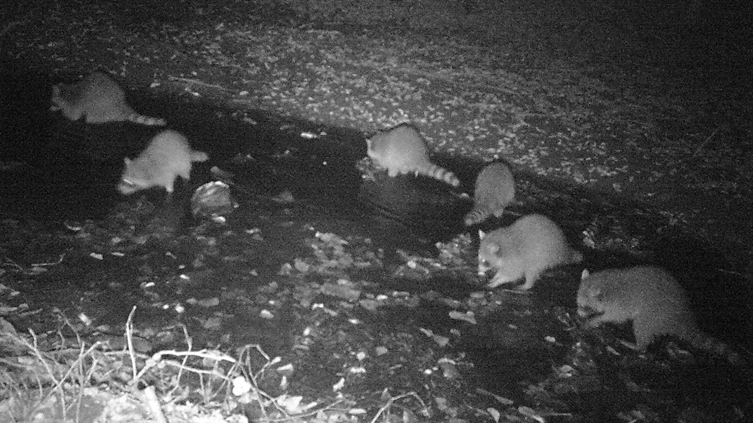 Waschbären werden zunehmend zur Plag: Ein Waschbärfamilie sucht im Bach nach Nahrung.