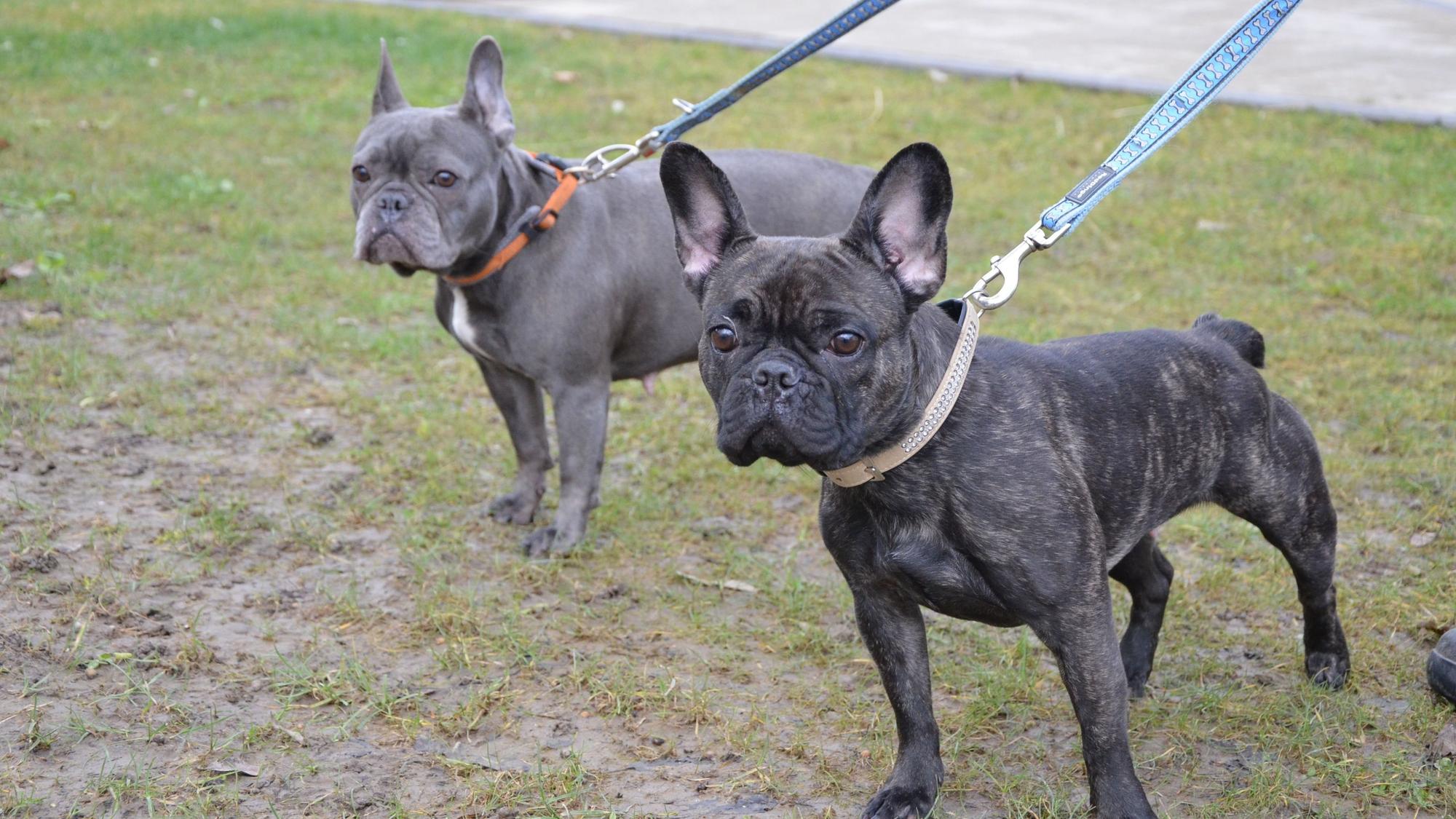 Das Foto zeigt zwei kleine graue Hunde.