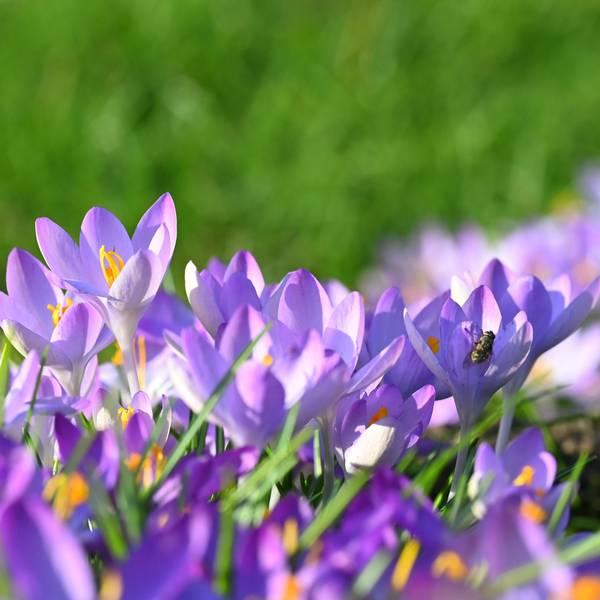 Das Bild zeigt blühende Krokusse.