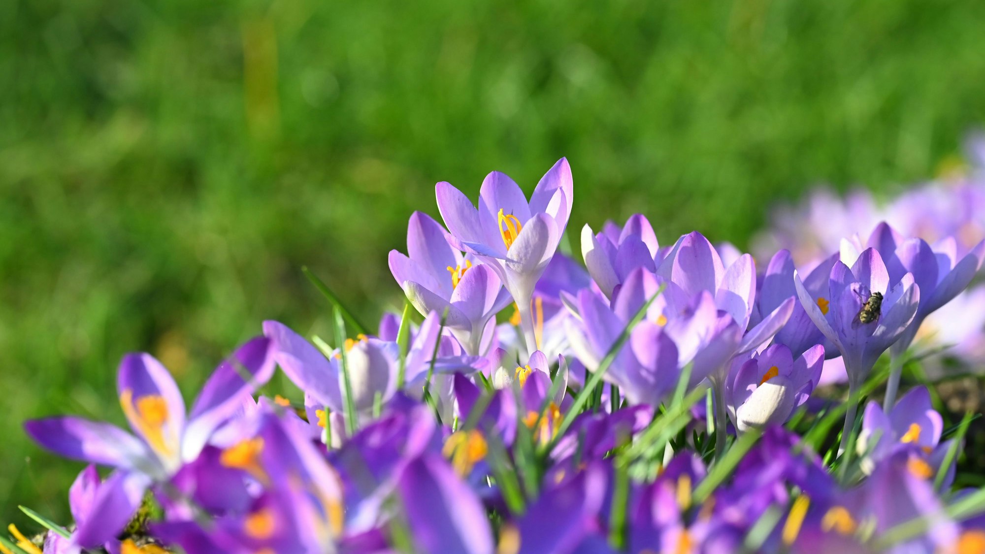 Das Bild zeigt blühende Krokusse.