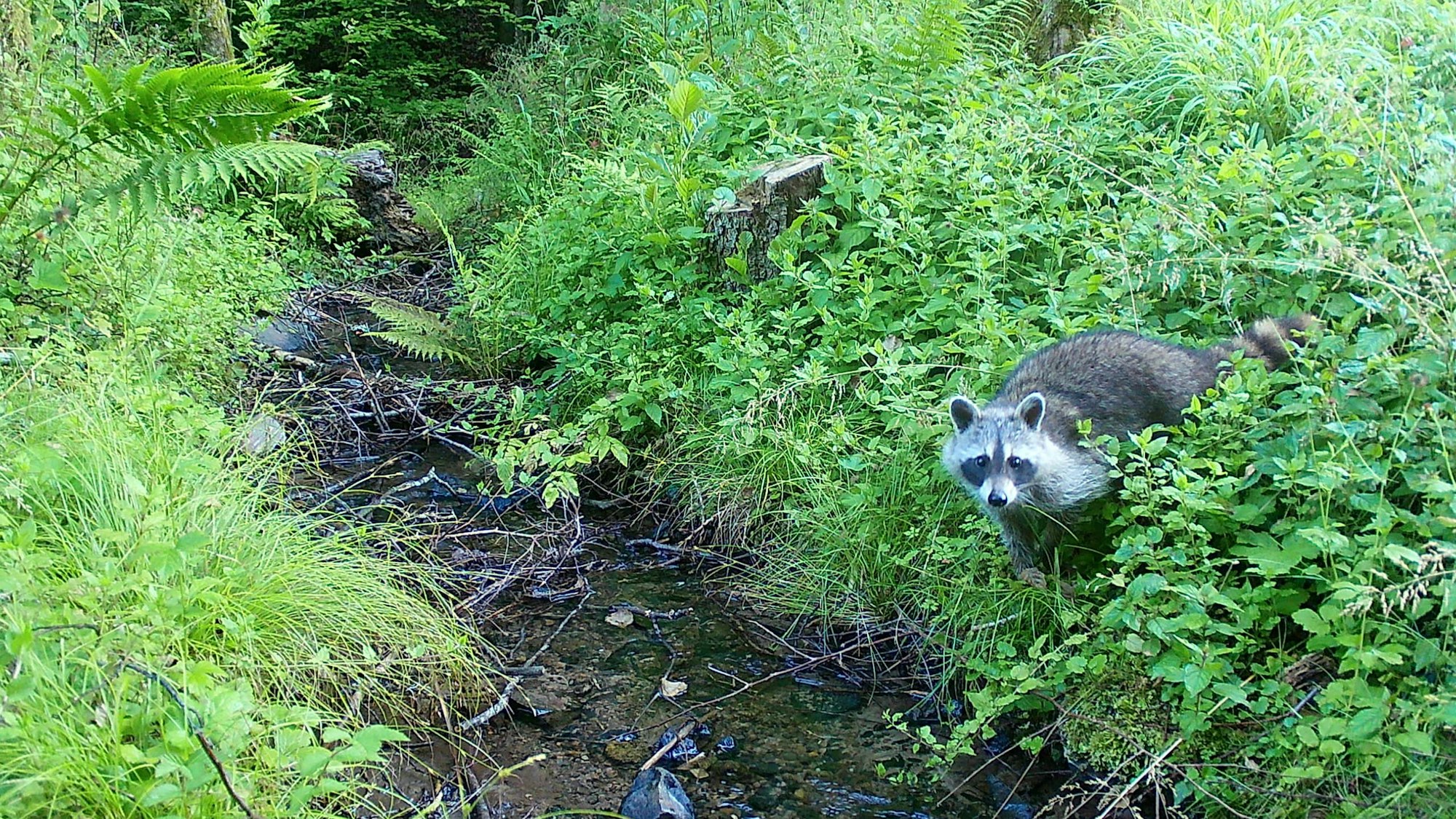 Waschbären werden zunehmend zur Plage, auch am Tag gehen sie auf Jagd - wie diese Aufnahme aus der Wildtierkamera zeigt.
