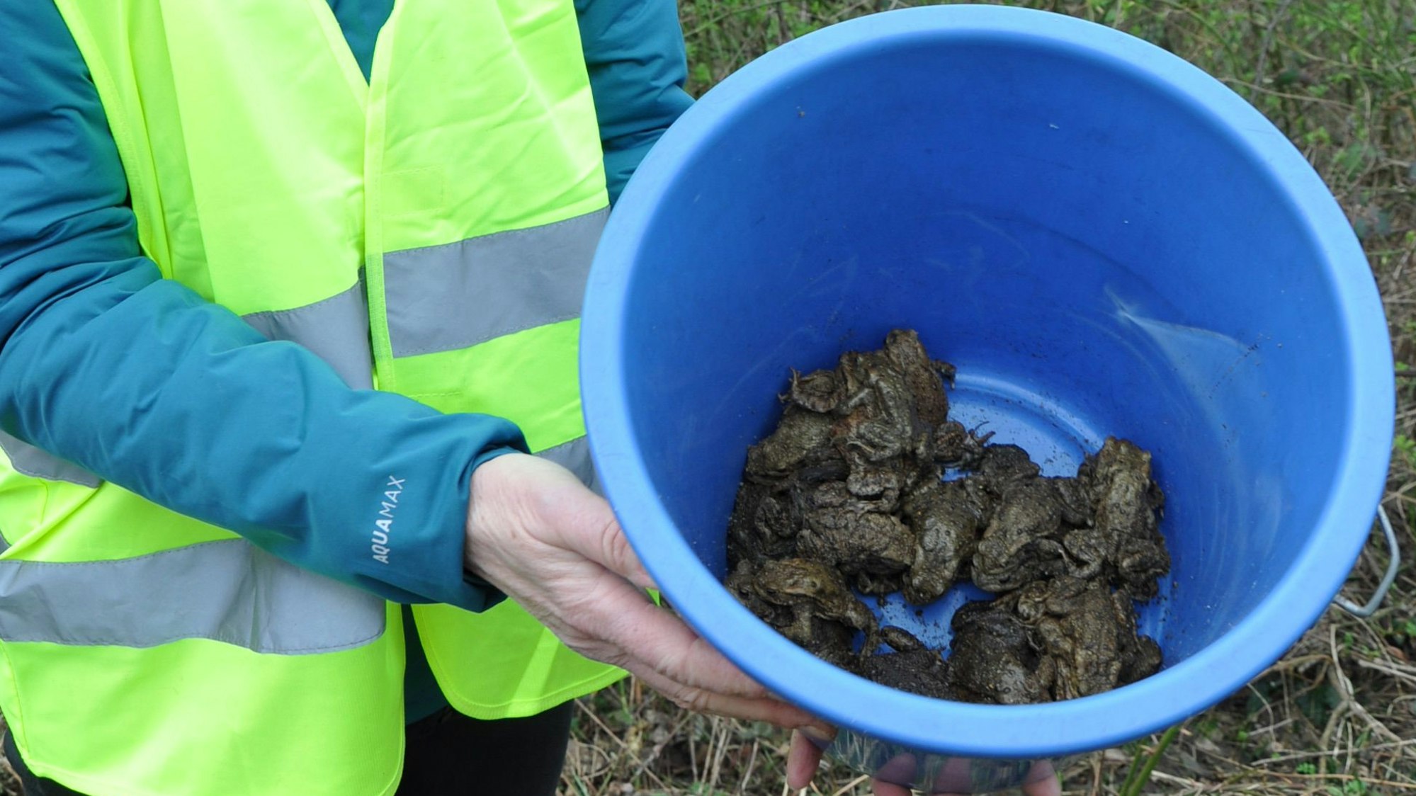Auf dem Bild ist ein blauer Eimer zu sehen, der mit Kröten gefüllt ist.