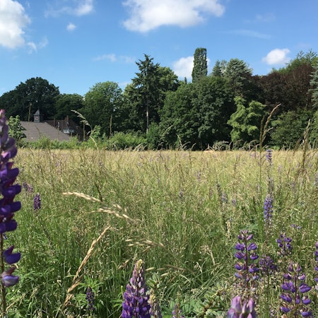 Hinter einer großen Wiese ist ein Gutshof zu sehen.