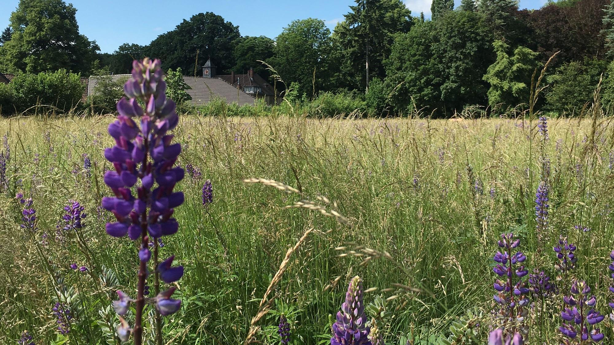 Hinter einer großen Wiese ist ein Gutshof zu sehen.
