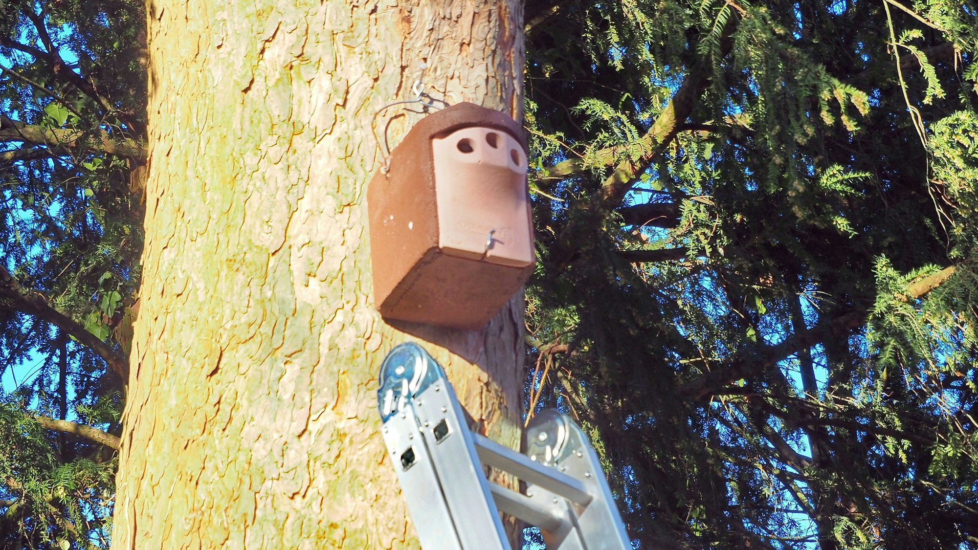 Ein Nistkasten ist an einem mächtigen Baum angebracht worden. Eine Leiter lehnt am Stamm.