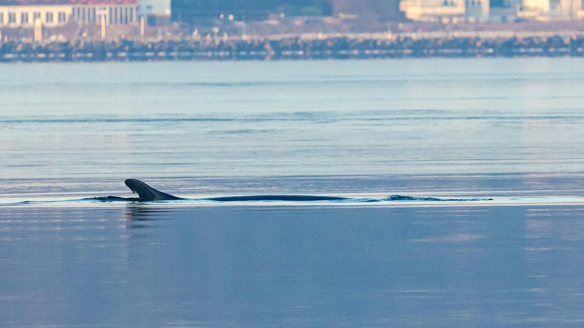 Anfang des Jahres war mehrfach ein Finnwal in der Flensburger Förde gesichtet worden. (Archivbild)