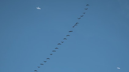 Eine Gruppe Kraniche fliegt am Himmel über Köln Richtung Norden.