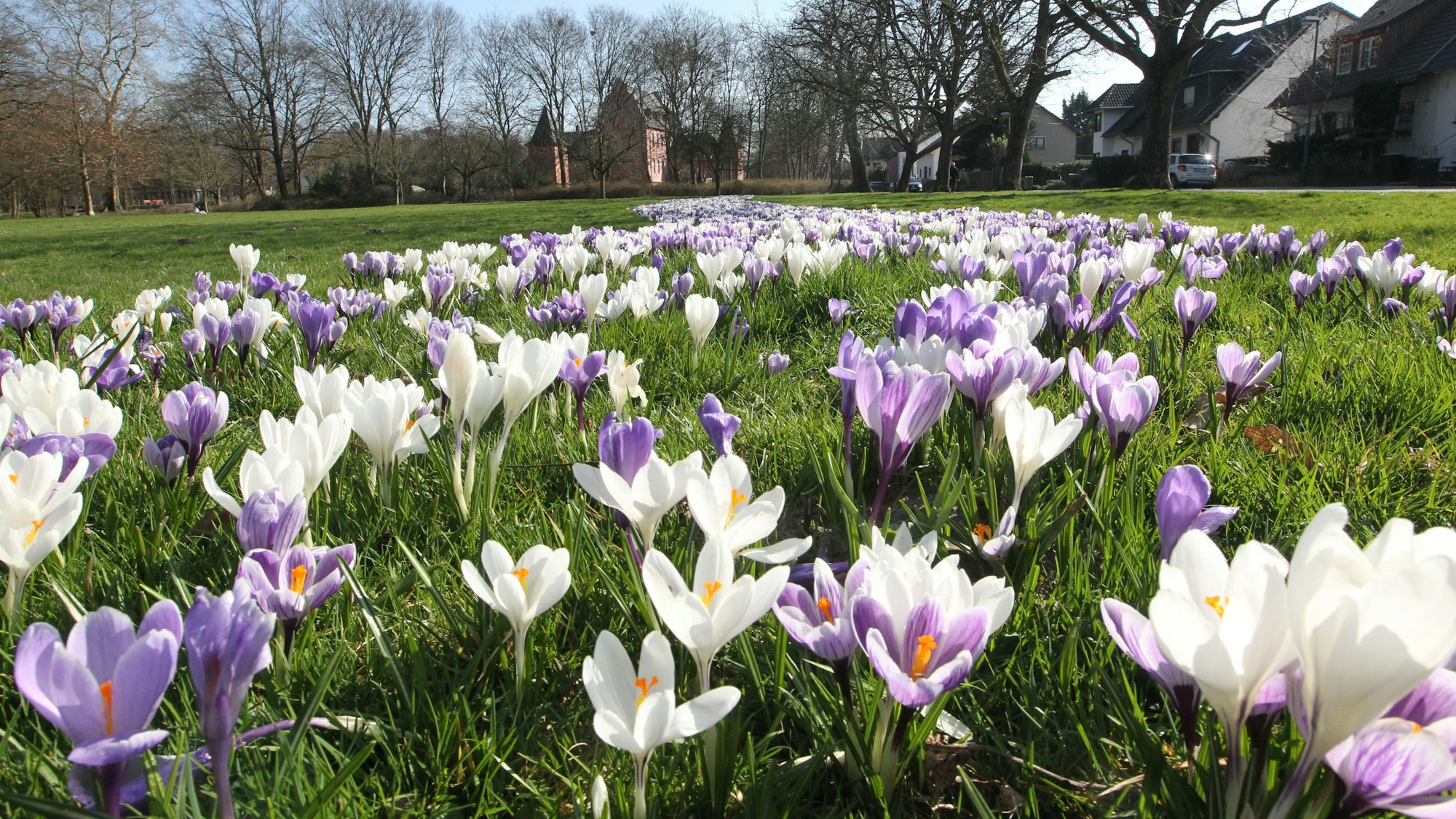Lila und weiße Krokusse auf einer Wiese in der Sonne.