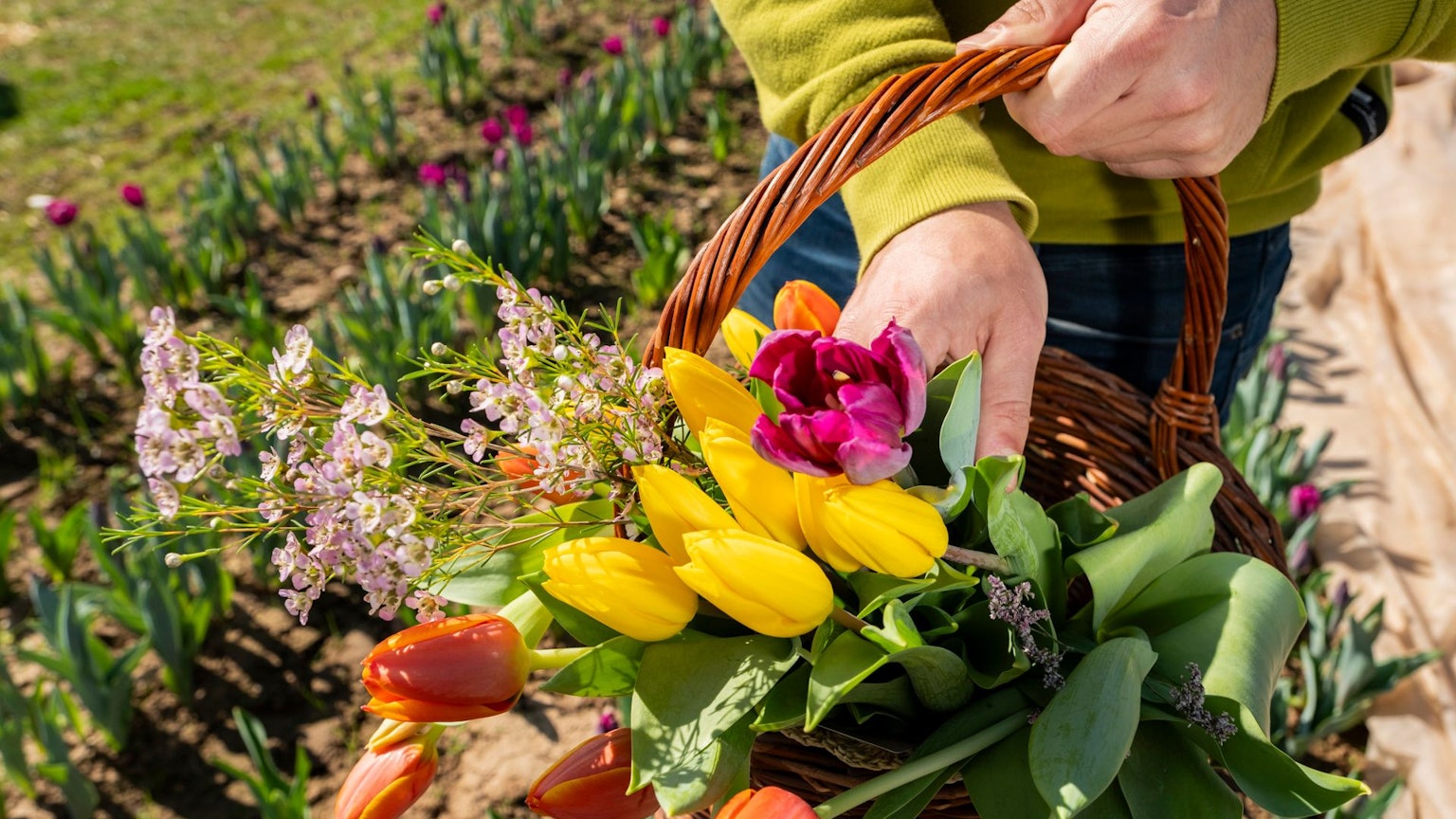 Wer sich von der Farbenpracht gar nicht mehr trennen möchte, kann auf dem beliebten Pflückfeld selbst zur Schere greifen.