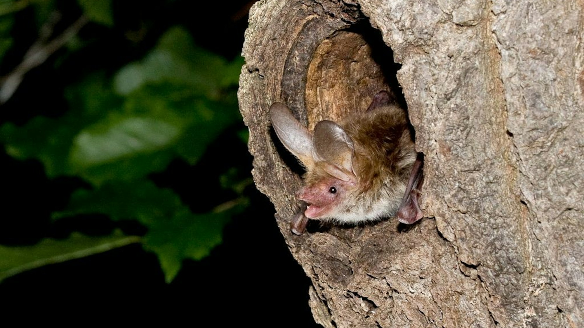 Eine Fledermaus sitzt in einer Baumhöhle.