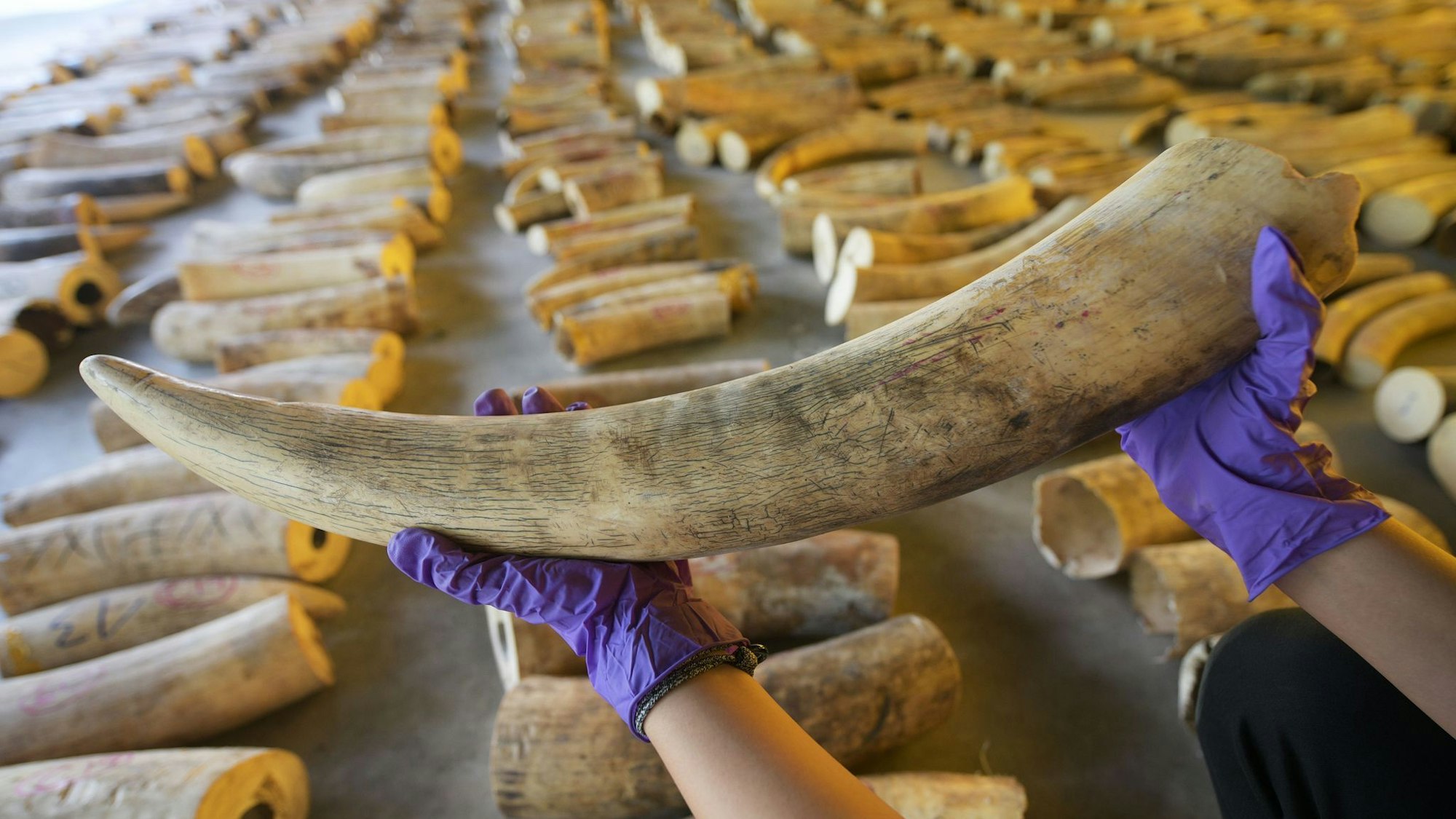 Der illegale Handel mit Elfenbein ist ein Riesengeschäft. (Archivbild)