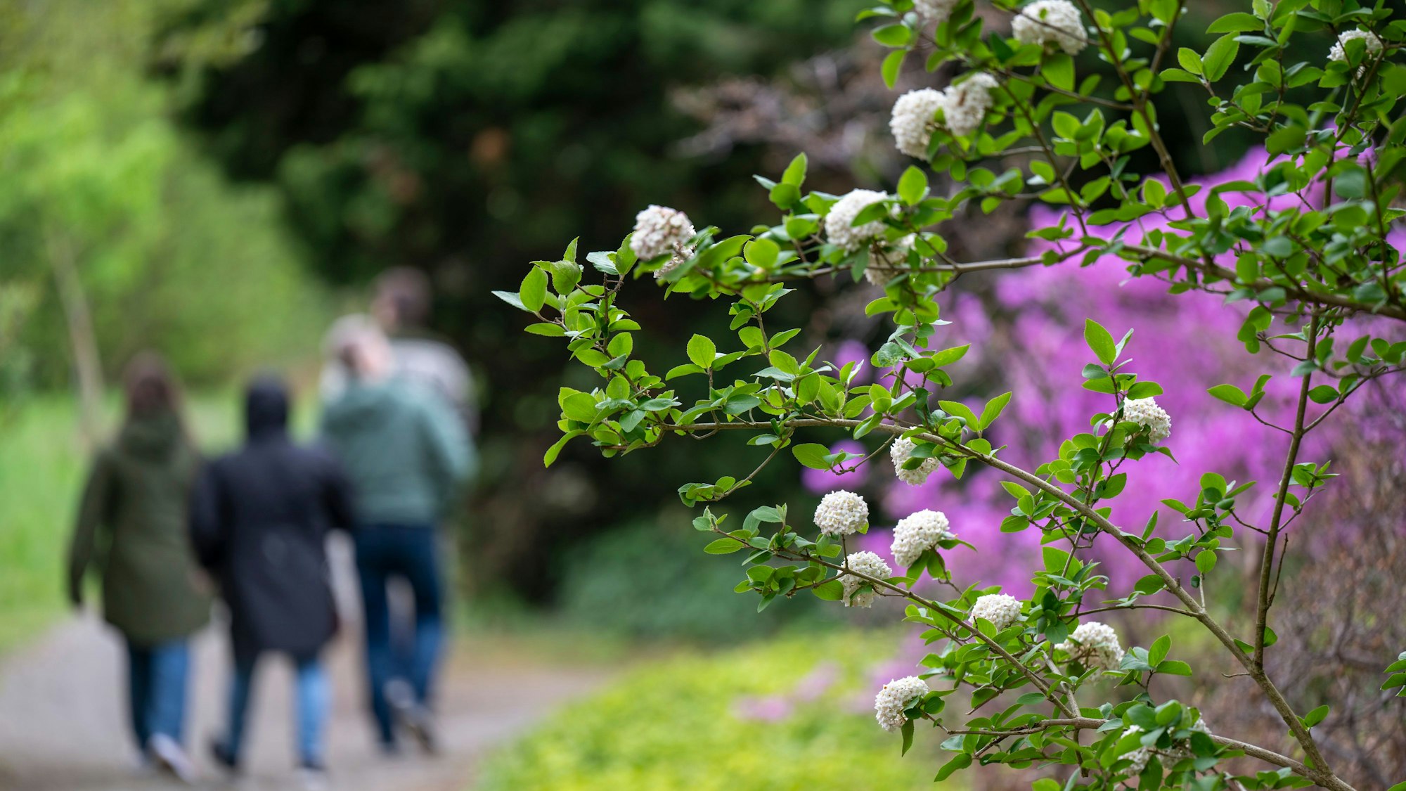Spaziergänger sind auf einem Weg in einem Park unterwegs.