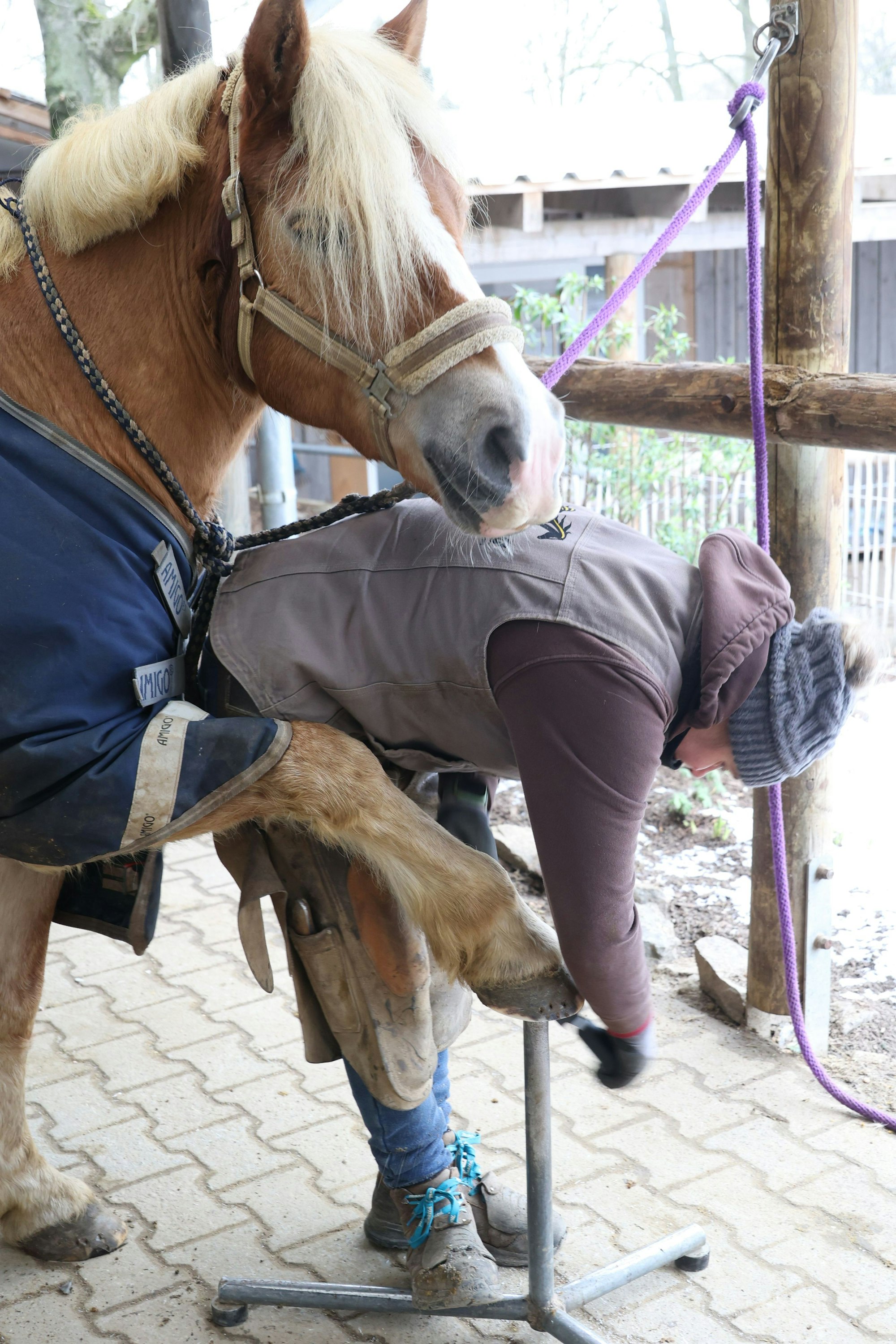 Ein Huf wird gefeilt