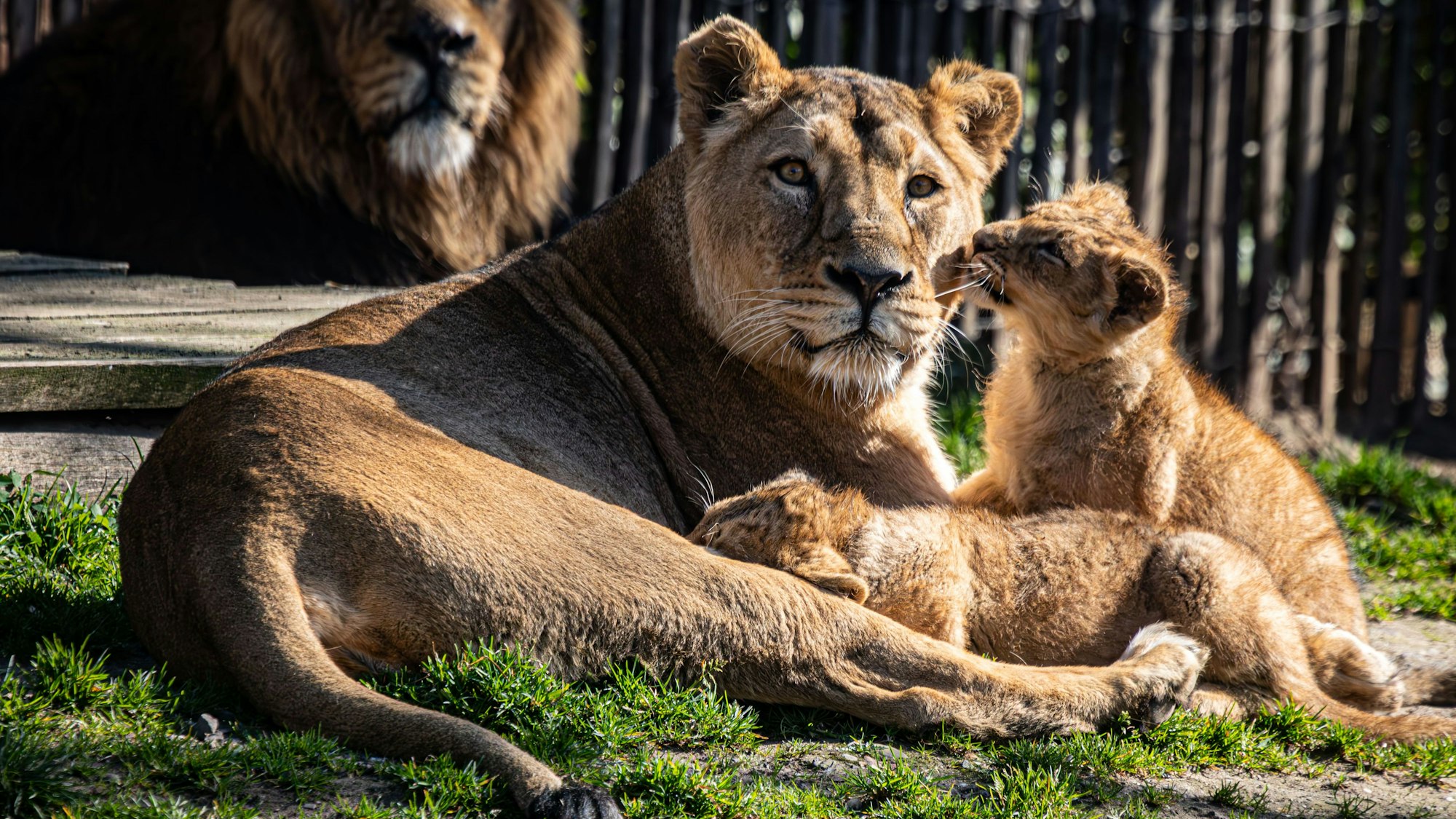 Meinen Jungen tut niemand was! Löwenmama Gina passt auf.