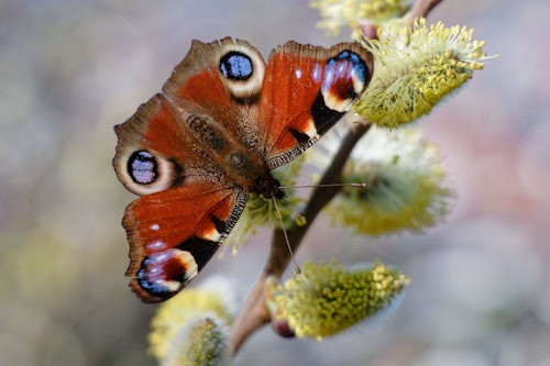 05.03.2026, Baden-Württemberg, Schriesheim: Der Schmetterling „Tagpfauenauge“ (Inachis io) sitzt auf einem Ast mit Blüten.