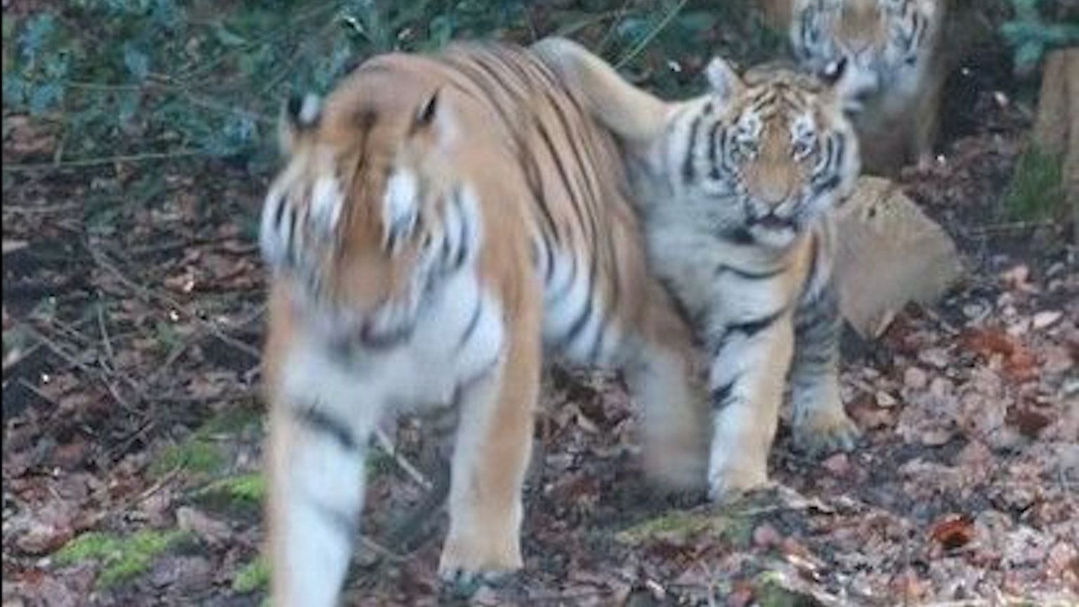 Die Tiger-Zwillinge Neko und Altana mit ihrer Mama Tullia zum ersten Mal im Außengehege im Wuppertaler Zoo.