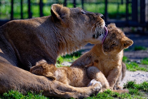 05.03.2026, Nordrhein-Westfalen, Köln: Zwei der drei jungen asiatischen Löwen, Zohan, Prija und Reeva, und Mutter Gina sind in einem Gehege im Kölner Zoo zu sehen. Ende November waren die drei Löwen geboren worden.