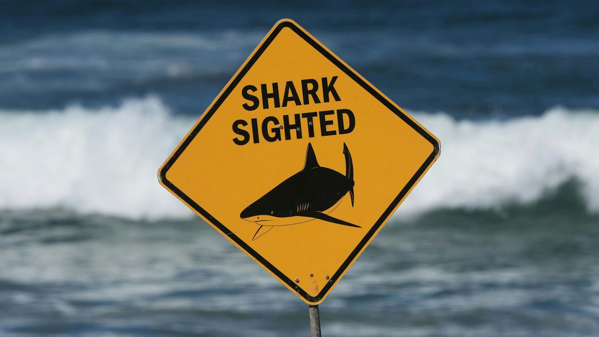 Haiangriffe haben sich an Australiens Ostküste zuletzt gehäuft. (Archivbild)