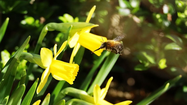 Die kleinen Narzissen im Beet von Anita Holtappels aus Engelskirchen sind ein beliebtes Ziel von Bienen und Hummeln.