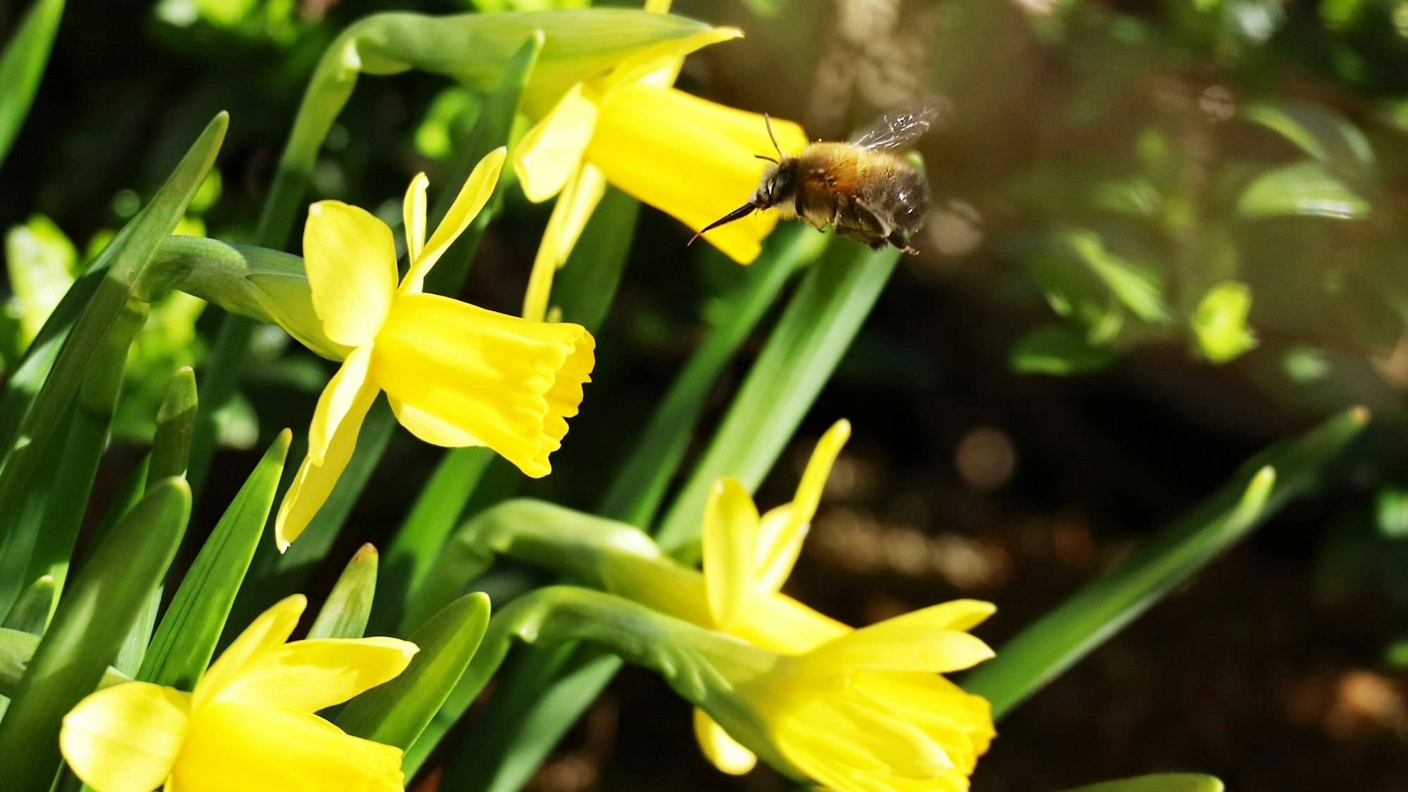 Die kleinen Narzissen im Beet von Anita Holtappels aus Engelskirchen sind ein beliebtes Ziel von Bienen und Hummeln.