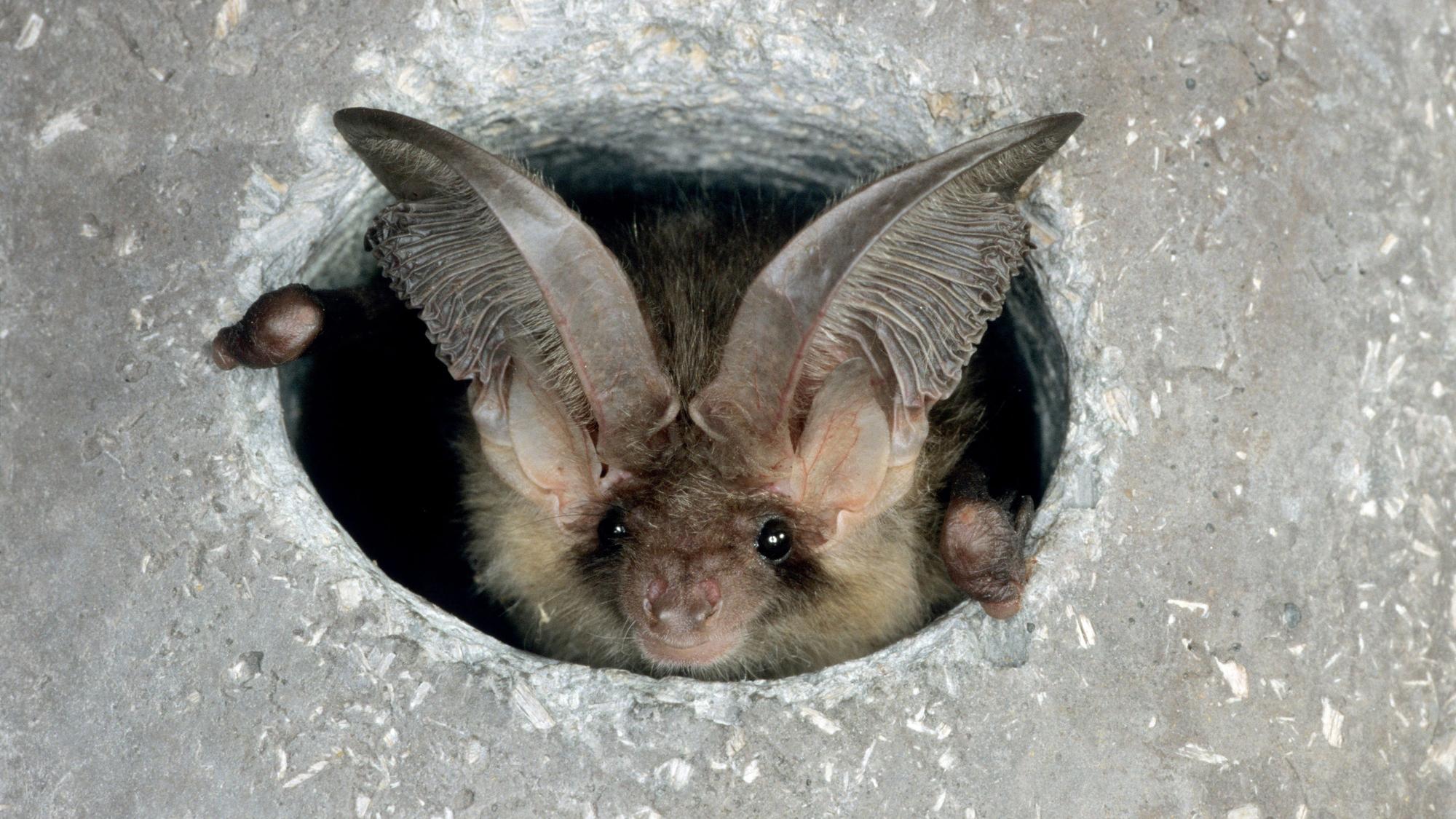 Die Fledermaus Braunes Langohr