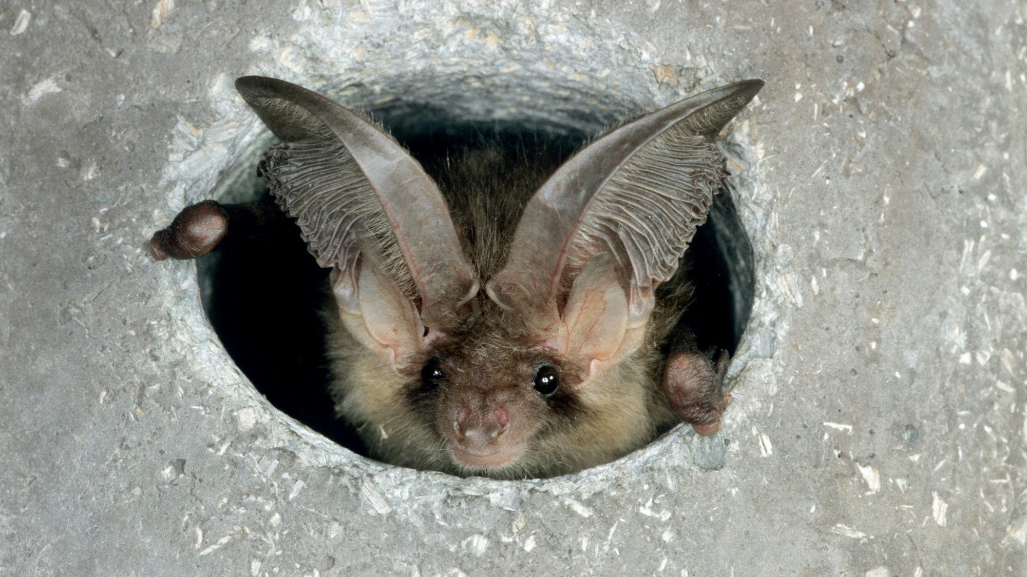 Die Fledermaus Braunes Langohr