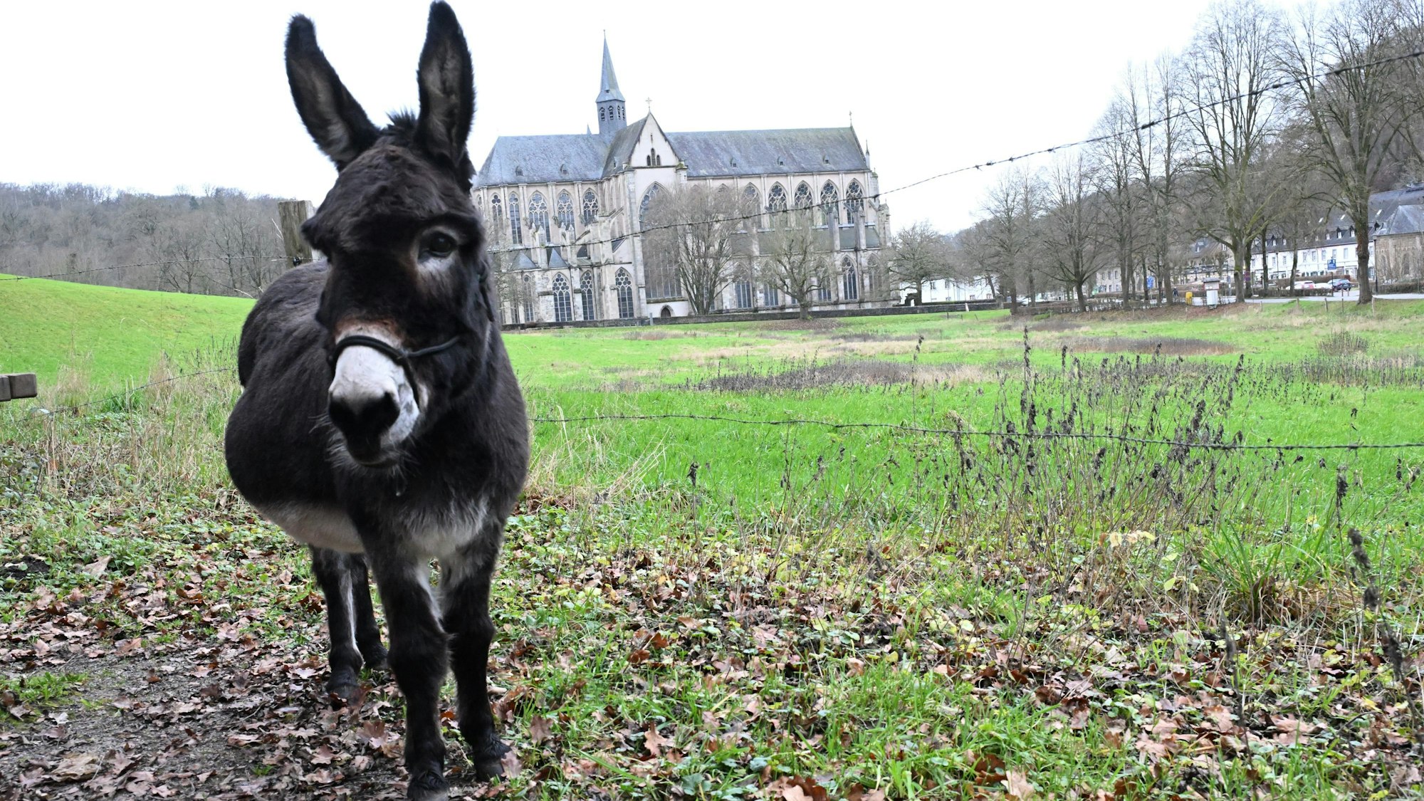 Ein Esel steht auf einer Wiese. Im Hintergrund der gotische Altenberger Dom.