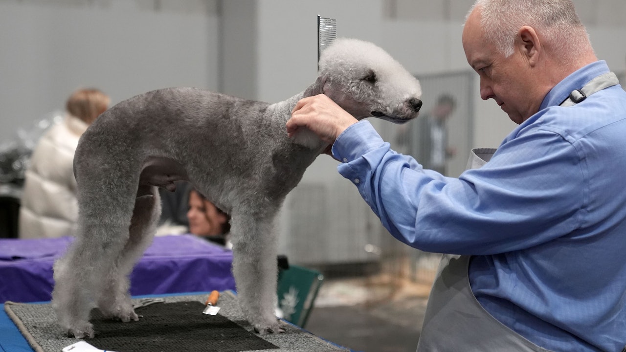 06.03.2026, Großbritannien, Birmingham: Ein Bedlington Terrier wird am zweiten Tag der Crufts Dog Show im National Exhibition Centre (NEC) für den Wettbewerb vorbereitet.