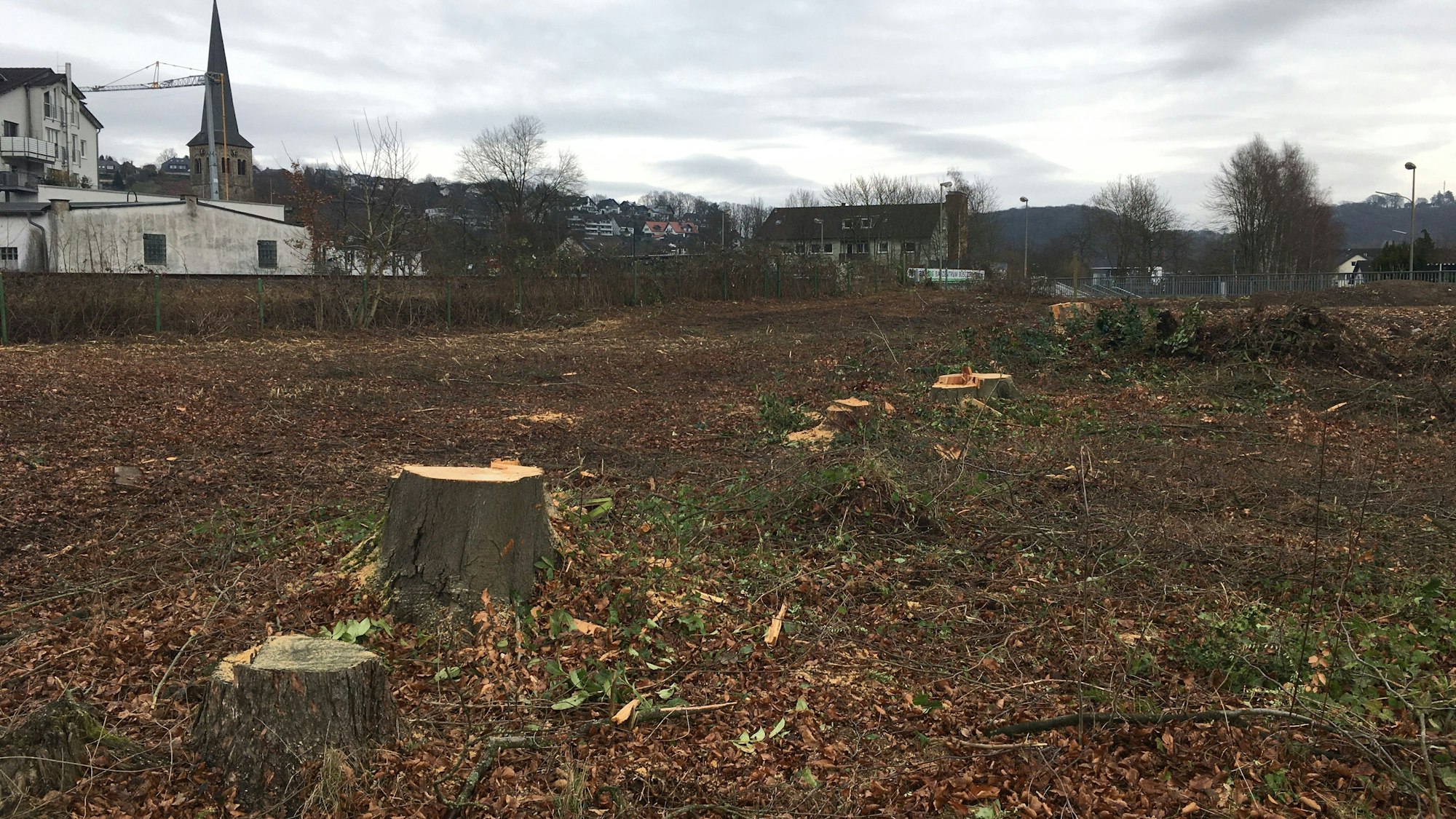 Stümpfe von gefällten Rotbuchen sind zu sehen.