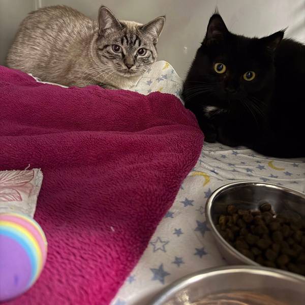 Das Bild zeigt zwei der Katzen, eine graue mit Mustern, eine schwarze mit gelben Augen.
