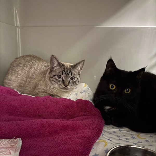 Das Bild zeigt zwei der Katzen, eine graue mit Mustern, eine schwarze mit gelben Augen.