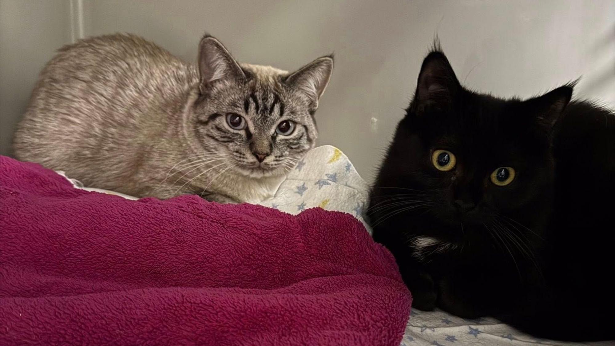 Das Bild zeigt zwei der Katzen, eine graue mit Mustern, eine schwarze mit gelben Augen.