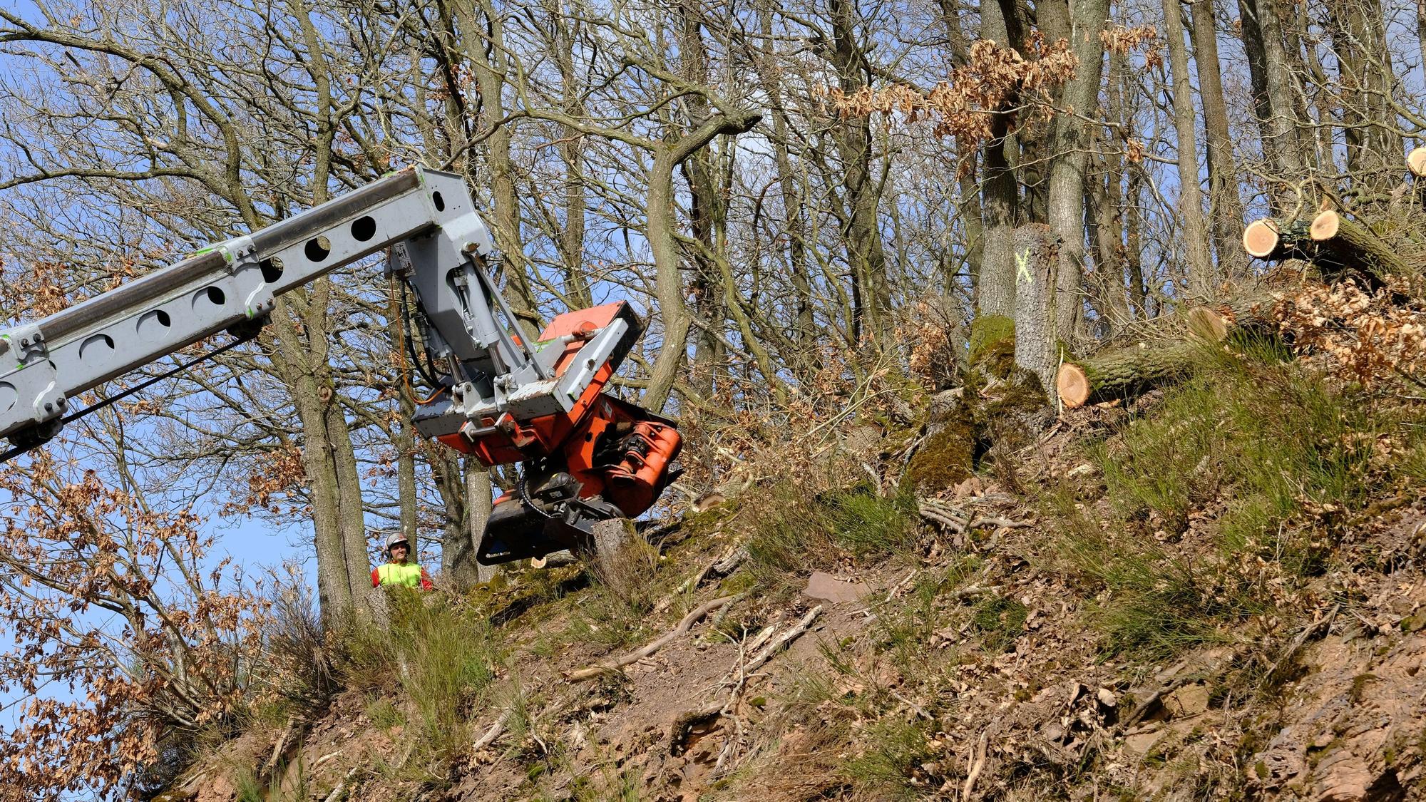 Mit einem Teleskoplader, an dem ein Harvesterkopf montiert ist, werden an einem Hang Eichen gefällt.